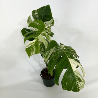 Monstera deliciosa var. borsigiana albo-variegata [#1353]