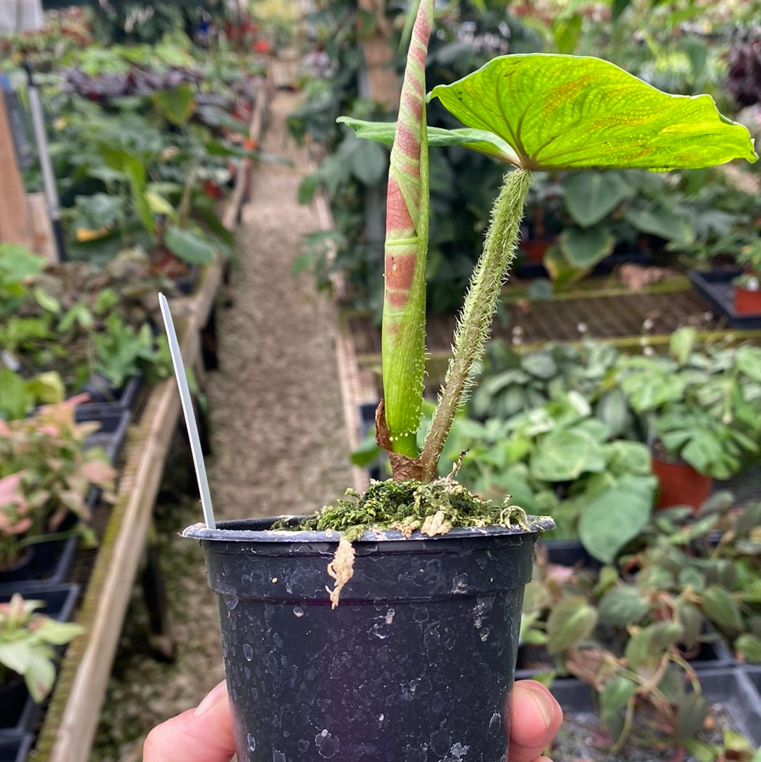 ecuador philodendron pot Philodendron verrucosum
