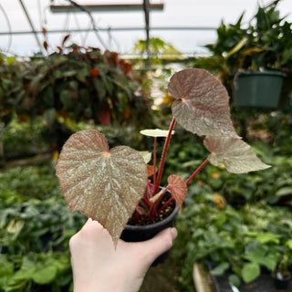 Begonia 'Bunny Hugs’