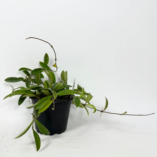 Hoya parviflora [#2334]