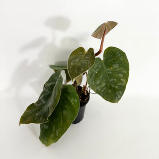 Z-4418 - Philodendron aff. brandtianum (Shingling Form)