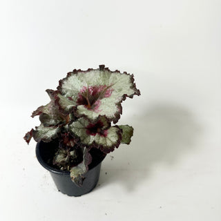 Begonia 'Maestro Miller' [#2014]