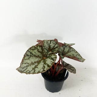 Begonia 'Steve's Leaves Frostbite' [#1929]