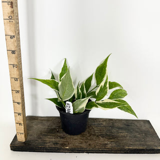 Hoya polyneura (outer variegated) [#2300]