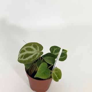 Anthurium 'Brielle'/'Michelle' x self - 3 Seedlings [#1525]