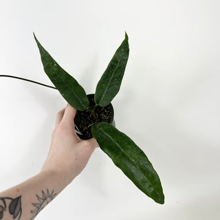 Hoya macgillivrayi [#1712]