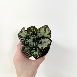 Begonia 'Dolce Vita' [#1941]