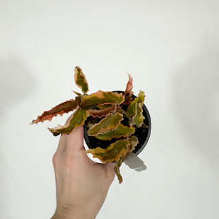 Begonia 'Dainty Spray' (Sport) [#1606]