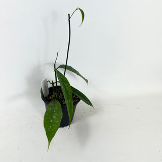 Hoya mappigera Borneo [#1608]