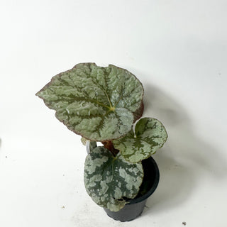 Begonia 'Steve's Leaves Saxon's Dream' [#2017]