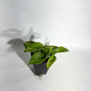 Z-5027 - Scindapsus pictus 'Rubicon'