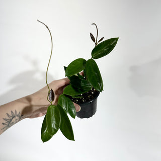 Z-5054 - Hoya vangviengiensis