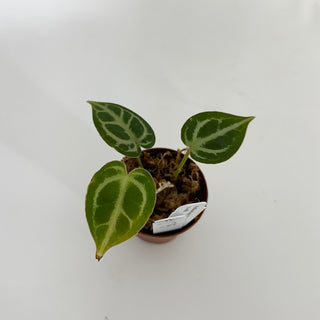 Anthurium 'Brielle'/'Michelle' x self - 2 Seedlings [#1175]