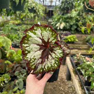 Begonia 'Steve's Leaves Wow'