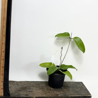 Hoya sp. Papua Skow [#1632]