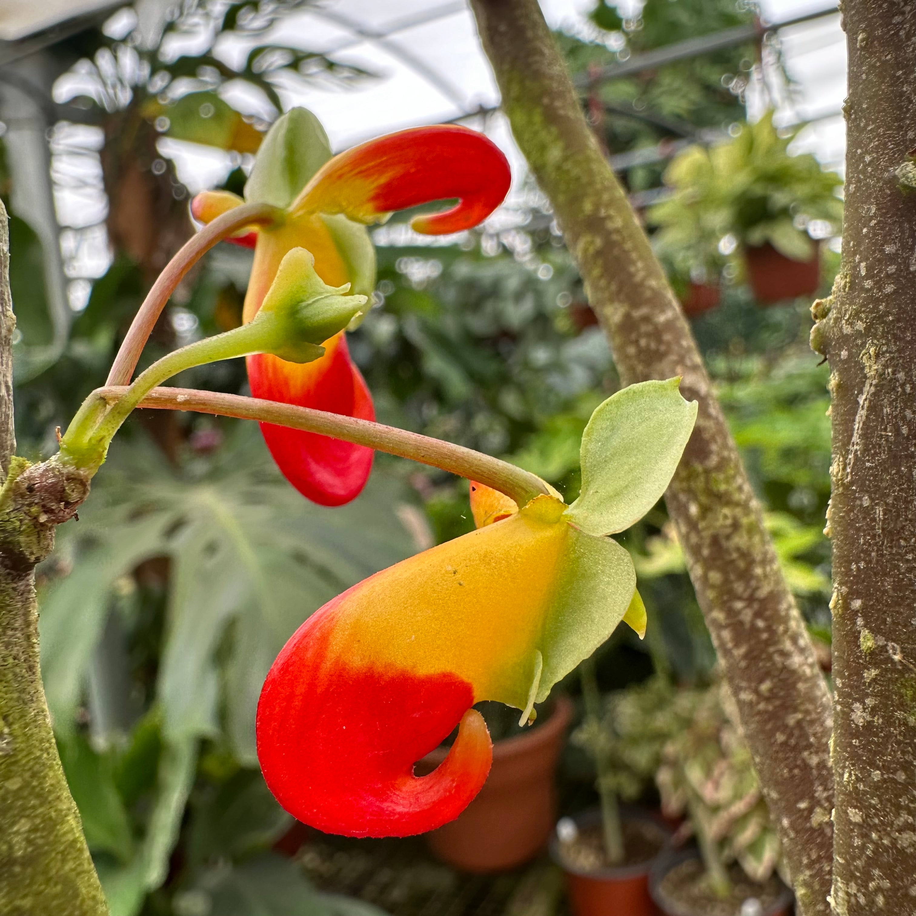 impatiens philodendron Impatiens niamniamensis