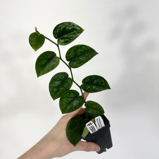 Scindapsus pictus 'Black Mamba' [#1500]