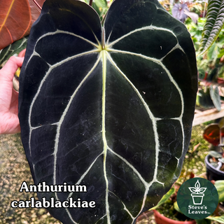 Anthurium carlablackiae x 'Arnold Schwarzenegger' - One Seed Per Pack