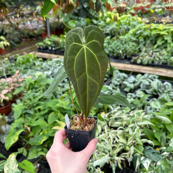 LALA Grant X-mag GABRIEL グリーン 857D26B5-777E-4706-9803-