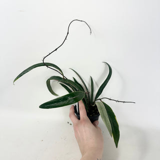 Hoya sulawesiana albo marginata [#1919]