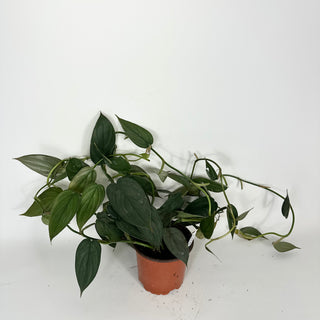Philodendron 'Burle Marx Fantasy' - 5.5" Pot (XL) [#2096]