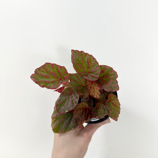Begonia "Crazy Pink" [#1987]