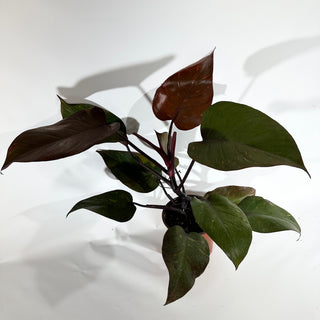 Z-4890 - Philodendron 'Orange Princess' (Non-TC)