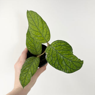 Hoya meredithii [#1816]