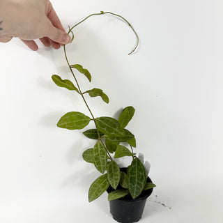 Hoya elliptica [#1786]