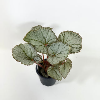 Begonia 'Desperado' [#2100]
