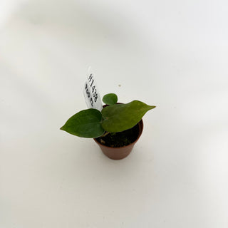 Anthurium 'Prince of Darkness' x self - 2 Seedlings [#1438]