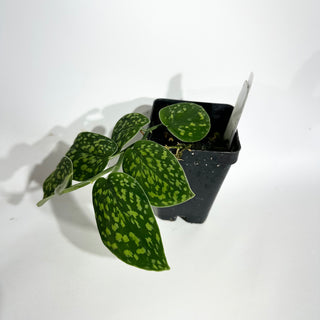 Z-4990 -  Scindapsus pictus "Green Form" (Hassk)