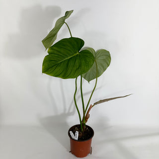 Z-4429 - Philodendron 'Dean McDowell'