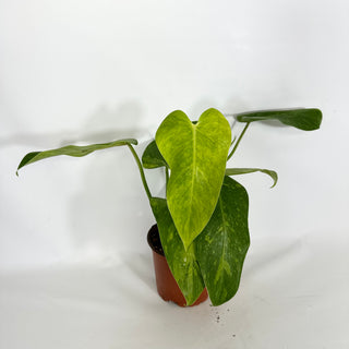 Philodendron 'Jose Buono' (Texas Form) x erubescens 'Red Emerald' (Non-TC) [#1459]