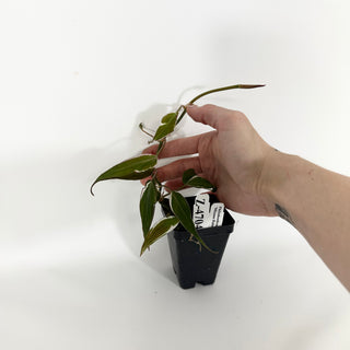 Z-4704 - Philodendron hederaceum ‘Micans Halo’