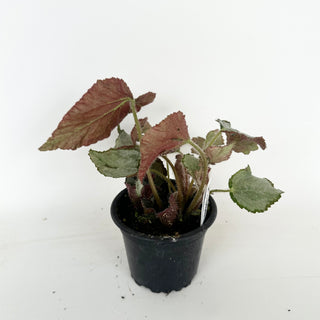 Begonia 'Madhatter' [#2044]