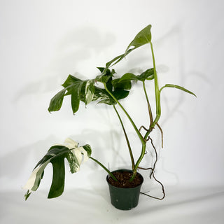 Monstera deliciosa var. borsigiana albo-variegata [#1489]