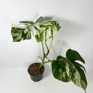 Monstera deliciosa var. borsigiana albo-variegata [#2348]