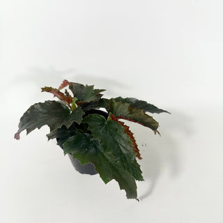 Begonia 'Peppermint Princess' [#2049]