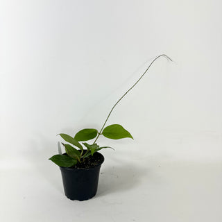 Hoya deleoniorum