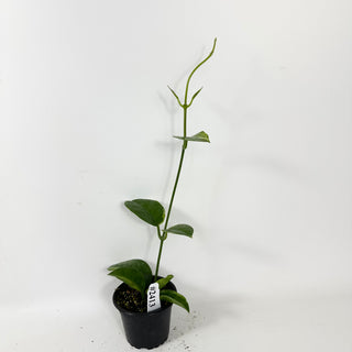 Hoya australis albo-marginata [#2413]