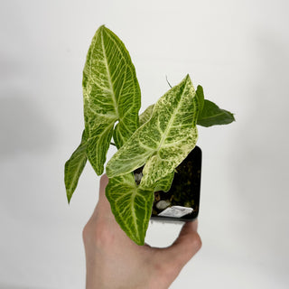 Z-4586 - Syngonium podophyllum 'Batik' variegata