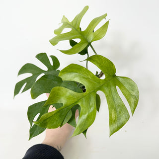 Z-5231 - Rhaphidophora tetrasperma ‘Mint’