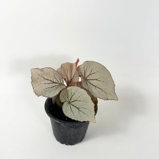Begonia 'Rice Paper' [#1869]