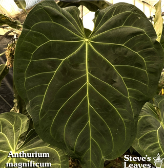 Anthurium magnificum x Variegated ('Ace of Spades'/papillilaminum) [#1723]