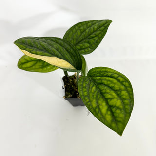 Z-4584 - Monstera sp. 'Peru' variegata