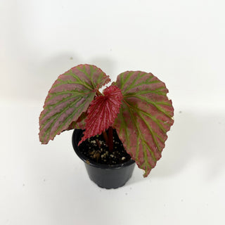Begonia "Crazy Pink" [#2096]