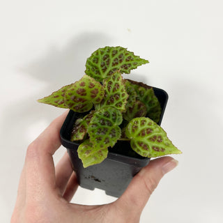 Begonia dracopelta (dark form) [#1800]