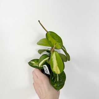 Hoya diversifolia (inner variegated) [#1725]