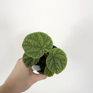 Begonia U702 [#2311]